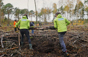 Green Planet Energy Mitarbeiter:innen beim Wegtransportieren alter Baumreste.